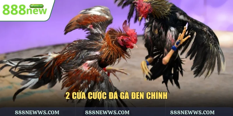 2 cửa cược đá gà đen chính