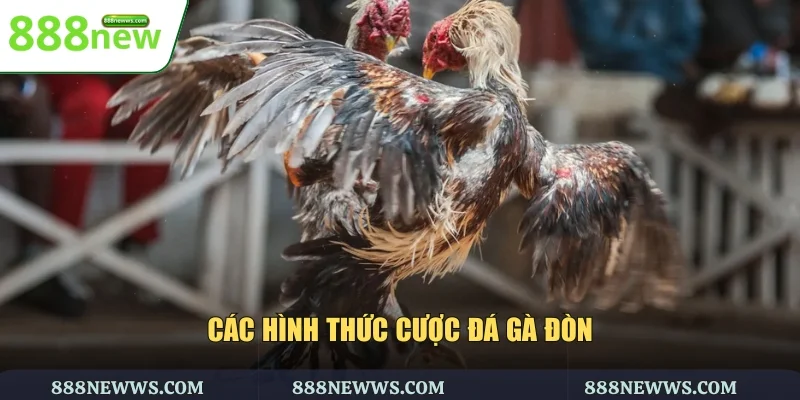 Các hình thức cược đá gà đòn
