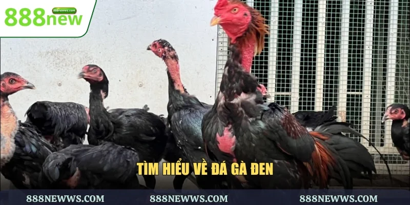 Tìm hiểu về đá gà đen