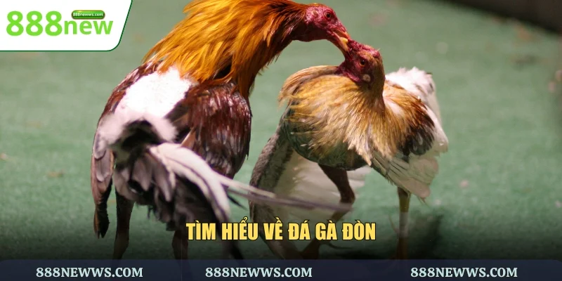 Tìm hiểu về đá gà đòn